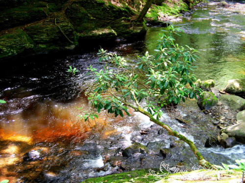 Bushkill Falls - Poconos PA