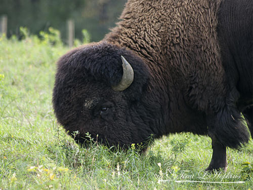 Plains Bison  - Lehigh Valley Zoo PA