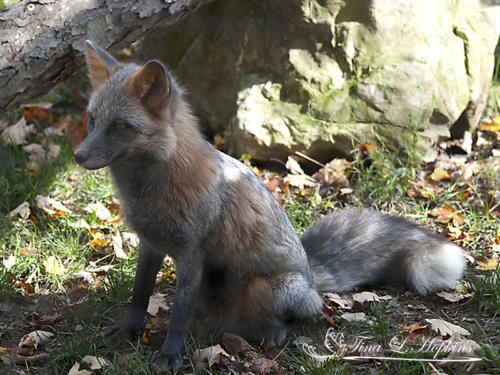 Louie - Grey Fox  - Lehigh Valley Zoo PA