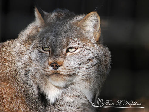 Lexi - Canadian Lynx  - Lehigh Valley Zoo PA