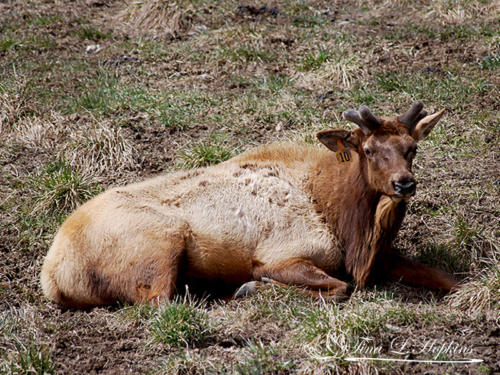 Rocky Mountain Elk - Lehigh Valley Zoo PA