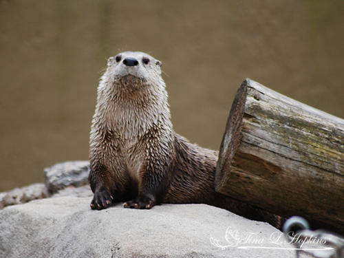 River Otter - Wildlife Nature Center NC
