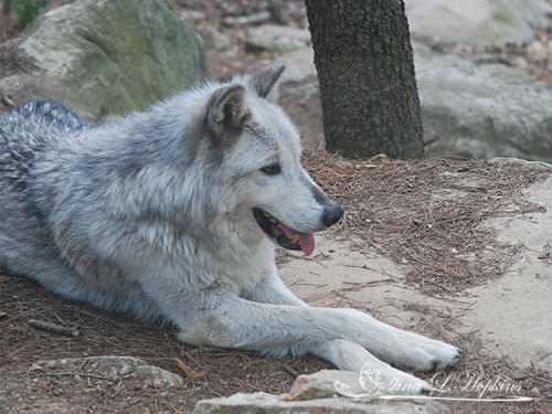Cody - Grey Wolf - Wildlife Nature Center NC