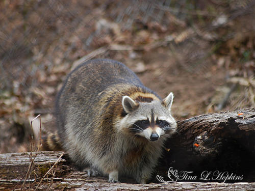 Raccoon - Wildlife Nature Center NC