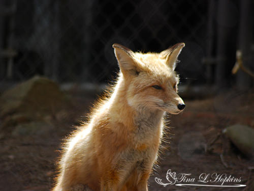 Red Fox - Wildlife Nature Center NC