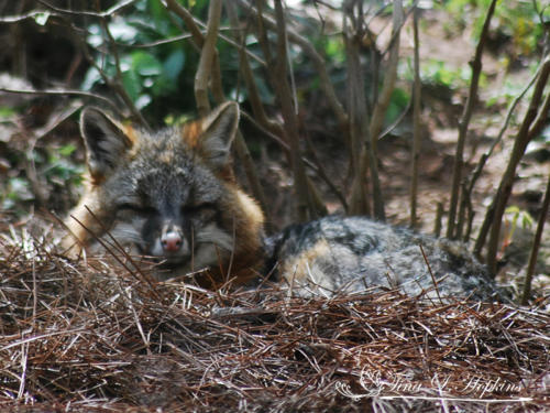 Grey Fox - Wildlife Nature Center NC