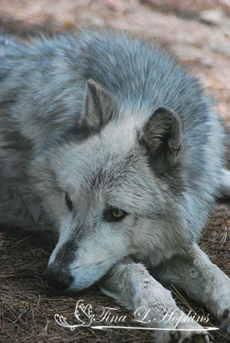 Grey Wolf - Wildlfe Nature Center NC