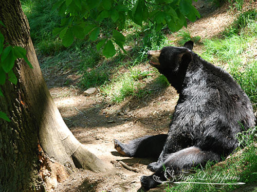 Black Bear -Wildlife Nature Center NC