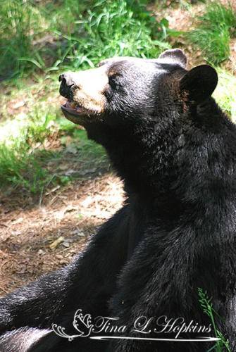 Black Bear -Wildlife Nature Center NC