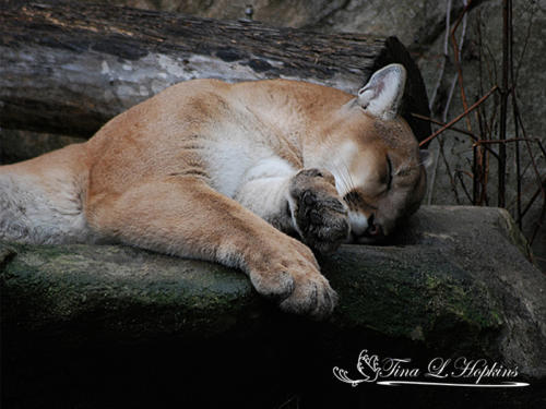 Cougar - Wildlife Nature Center NC
