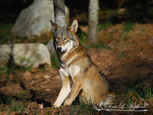 Red Wolf - Wildlife Nature Center NC