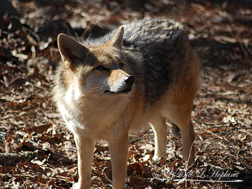 Coyote - Wildlife Nature Center NC