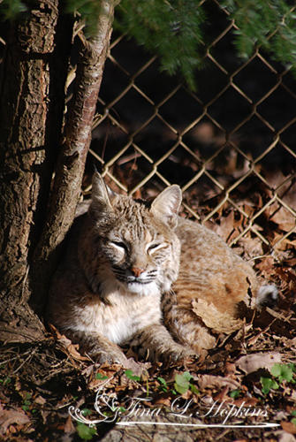 Bobcat - Wildlife Nature Center NC