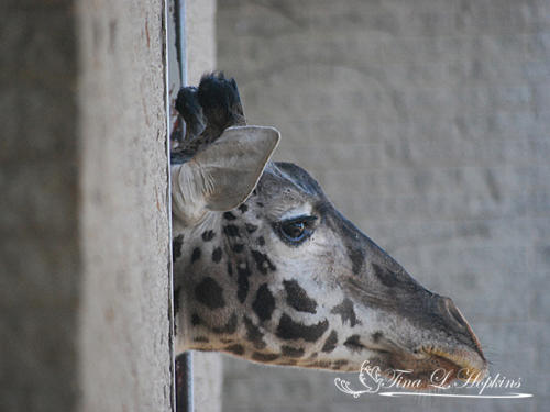 Masai Giraffe - Louisville Zoo KY