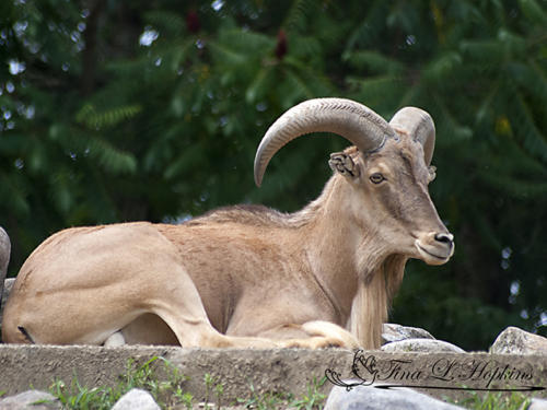 Aoudad - Lehigh Valley Zoo PA