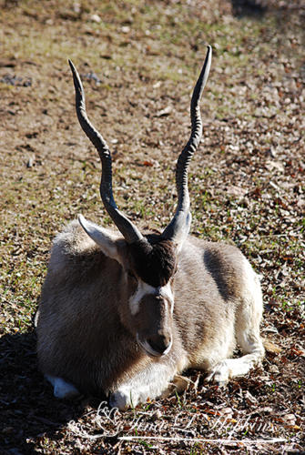 Addax Antelope - Louisville Zoo KY
