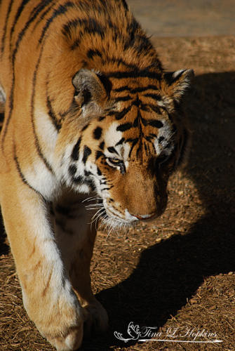 Amur Tiger - Louisville Zoo KY