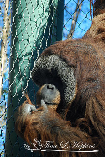 Orangutan - Louisville Zoo KY