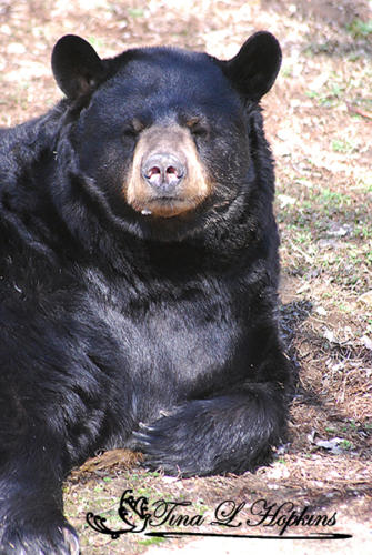 Black Bear - Saluto Wildlife Center KY