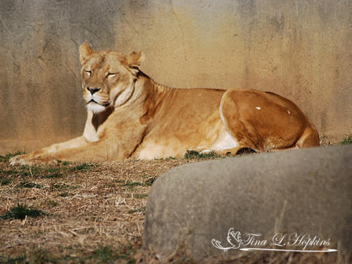 African Lion - Louisville Zoo KY