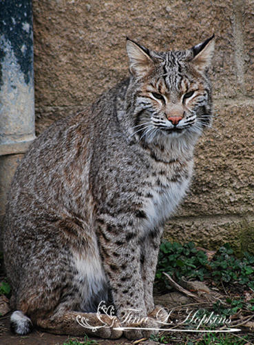 Shitz-pa - Bobcat - Lehigh Valley Zoo PA