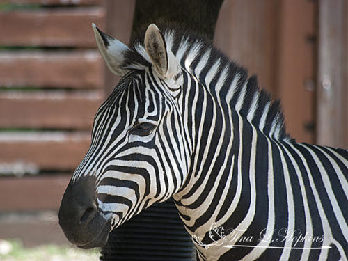 Zebra - Lehigh Valley Zoo PA