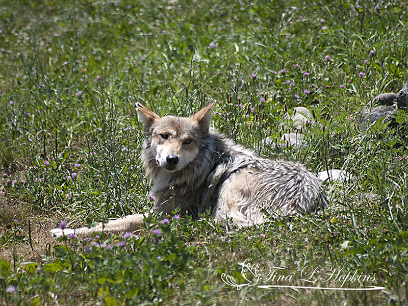 Mexican Wolf - Lehigh Valley Zoo PA